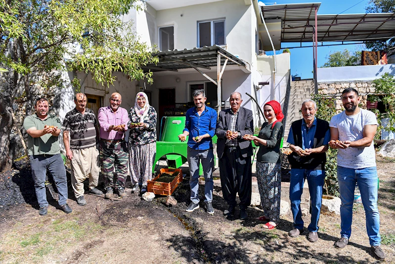 Cevizleri Makine Soyuyor, Üretici Keyfini Çıkarıyor