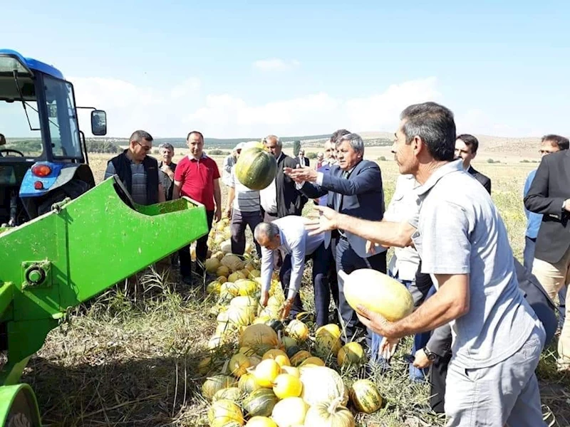 İlçemizde, Çerezlik Kabak Çekirdeği Hasadı başladı.