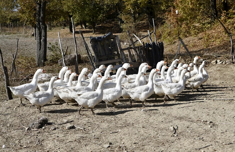 Büyükşehir destekliyor, kadın çiftçiler üretiyor