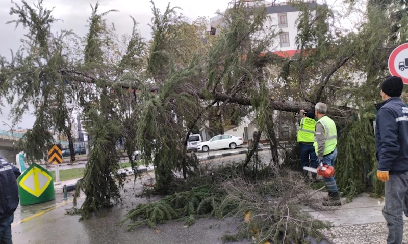 Fırtına Nedeniyle Devrilen Ağaçlar Hızla Kaldırıldı