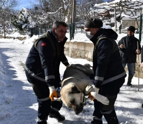 Başıboş Köpekler Mercek Altında