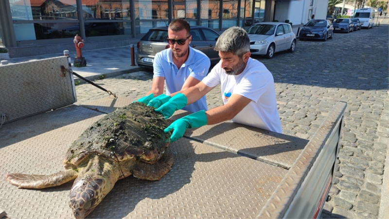 Körfez’de yaralı “Caretta Caretta”  bulundu