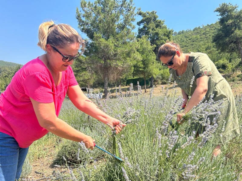 BODRUM’DA LAVANTA HASADI BAŞLADI