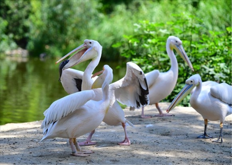 İzmir Doğal Yaşam Parkı’nın göçmen kuşları