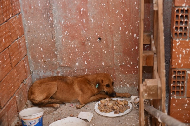 İnşaatta Mahsur Kalan Köpeği Esenyurt Belediyesi Ekipleri Kurtardı