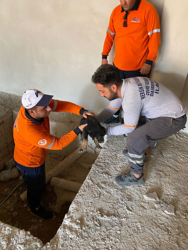 Büyükşehir Ekipleri, Asansör Kuyusuna Düşen ve Gözleri Görmeyen Yavru Köpeği Kurtardı