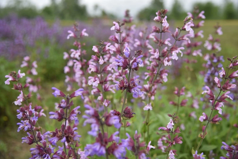 Samsun tıbbi aromatik bitki üretiminde cazibe merkezi oluyor