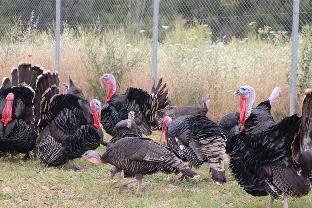 Hindi eti üretimi  8 ayda yüzde 17,1 arttı