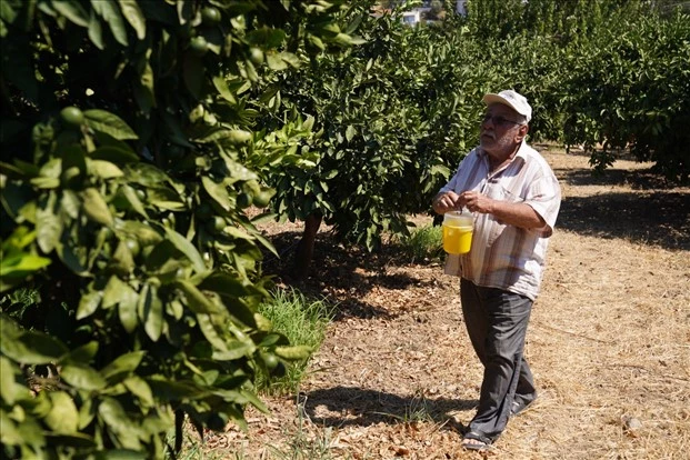 Karaburun’da narenciye kalitesi artıyor