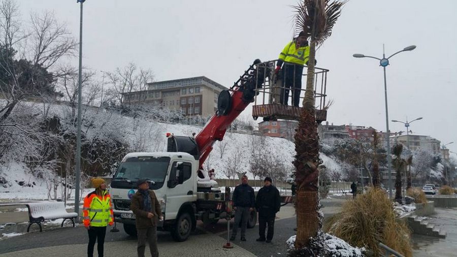 Büyükçekmece’de Palmiyeler Bile Unutulmadı