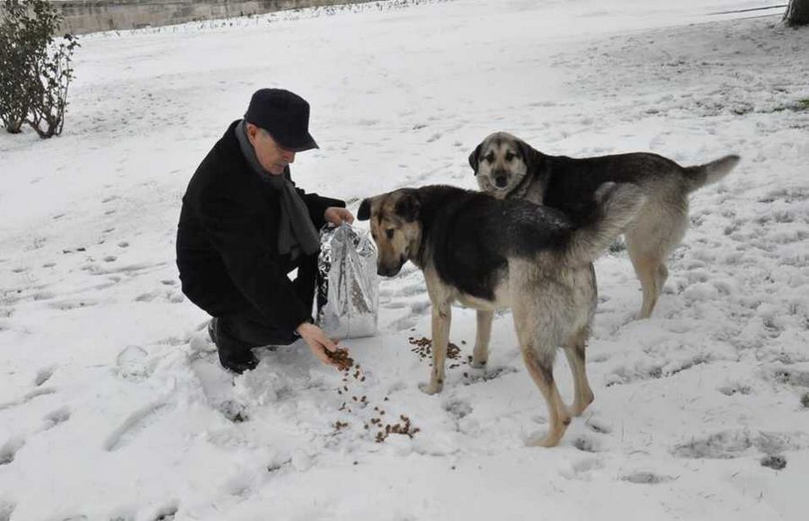 Sokak Hayvanları Unutulmadı