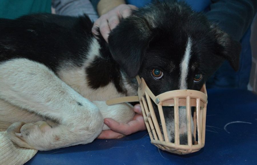 Talihsiz Köpeğin Şans'ı Döndü