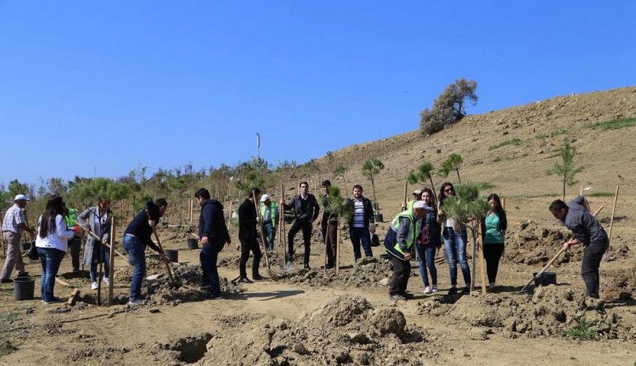 Herkesin Dikili Bir Ağacı Olacak