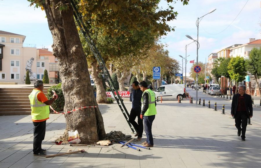 Tarihi Ağaçların Ömrünü Uzatıyor