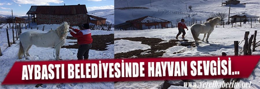 Aybastılıların Hayvan Sevgisi