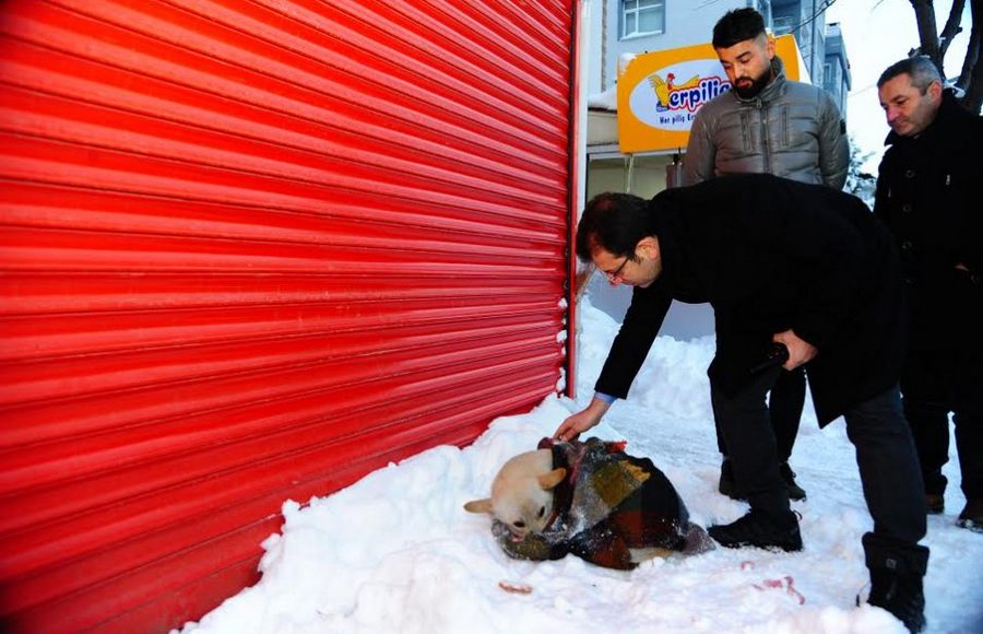 İmamoğlu Sokak Hayvanlarını Unutmadı