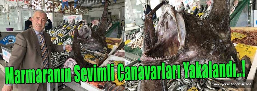 Marmara'nın Sevimli Canavarları Yakalandı