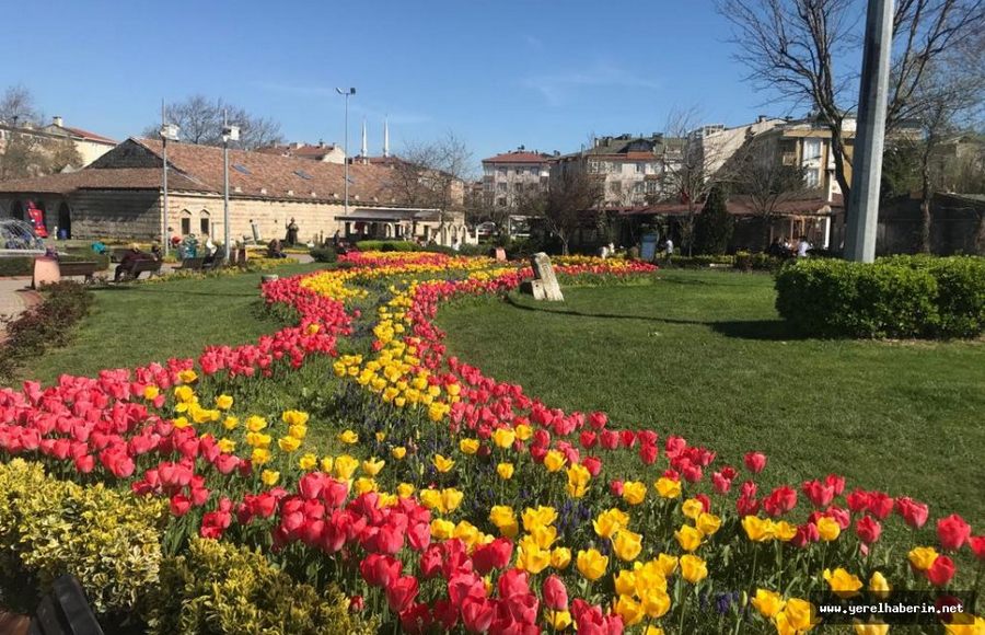 Büyükçekmece'nin Renkleri Laleler...