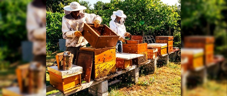 Türk Çam Balı Dünya Markası Olacak