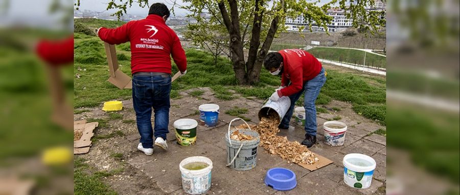 Sokak Hayvanlarını Beslerken Bunları Unutmayın