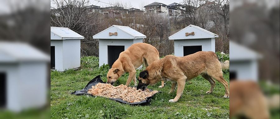 Zorlu Kış Koşullarında Patili Dostların Yanında