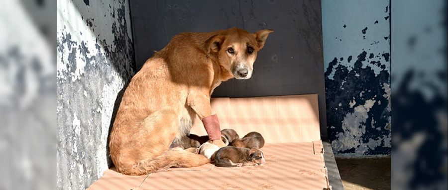 Zehirlenen Hamile Köpek 5 Yavru Dünyaya Getirdi