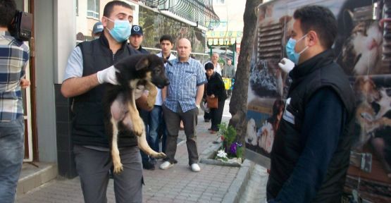 23 Köpek Daireye Saklandı