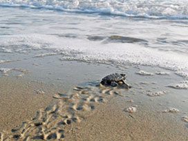 40 bin caretta carettanın denize yolculuğu başladı