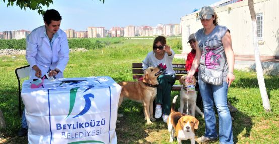 Köpeklere Mikroçip Takılıyor