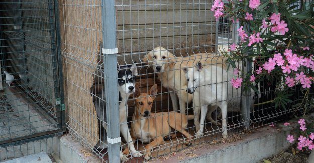 Kuduz Aşısı Olmayan Köpek Kalmayacak