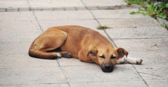 Sokak Köpekleri Aşılandı