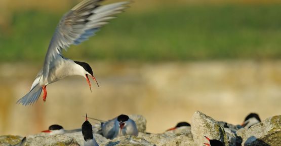 Sumru kuşları koruma altına alındı